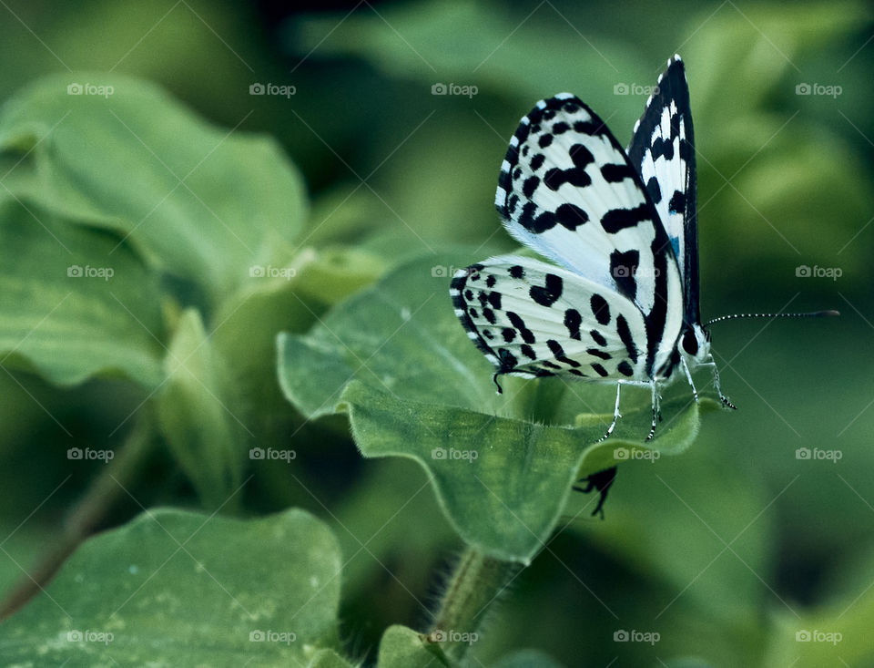 Butterfly- backyard garden