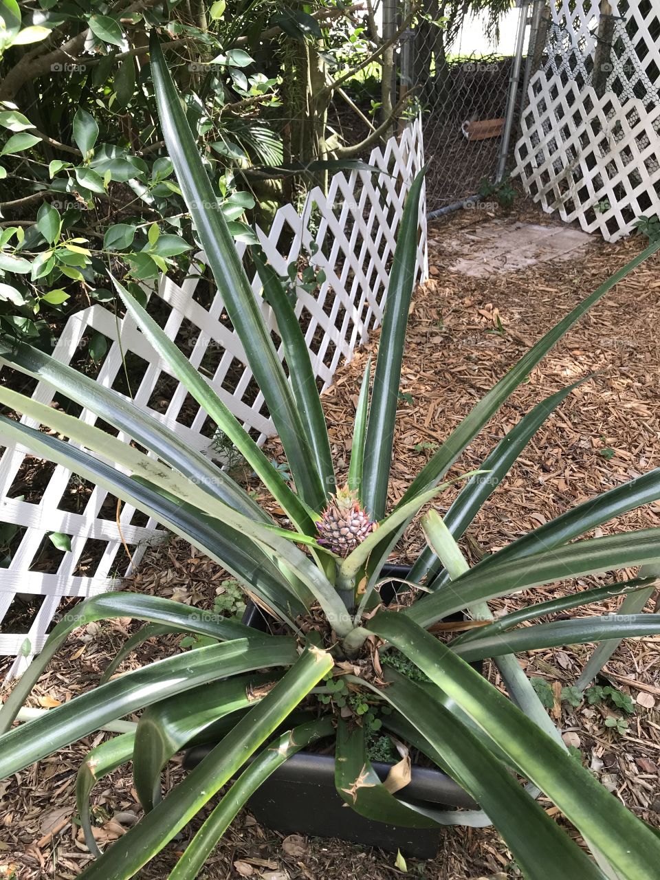 Home grown pineapples are so good!