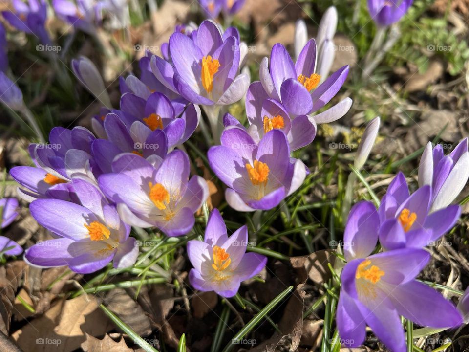 Spring purple flowers close-up