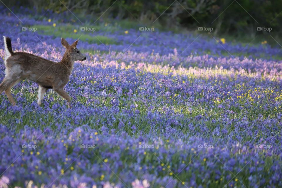 Deer in a flowery field 
