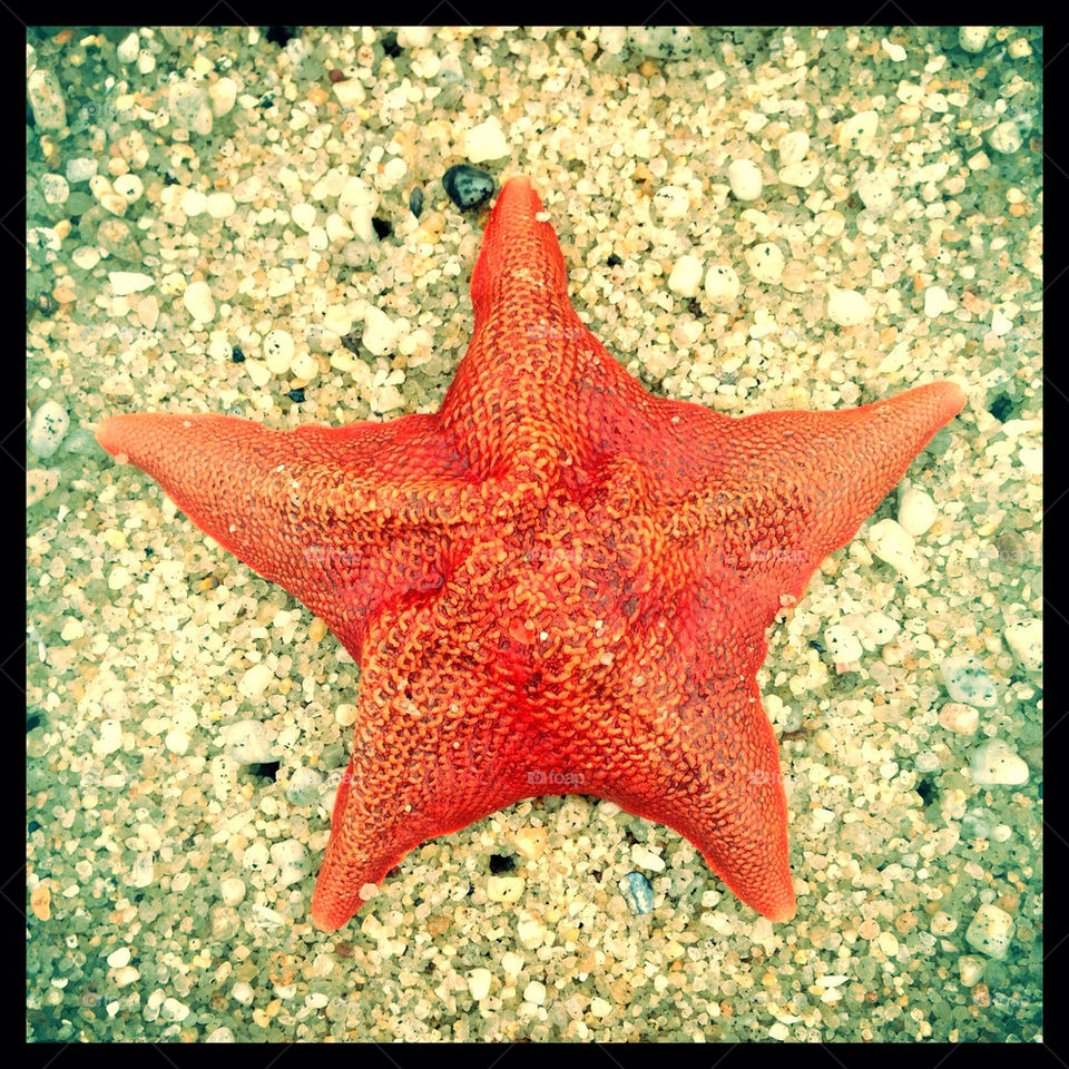 starfish