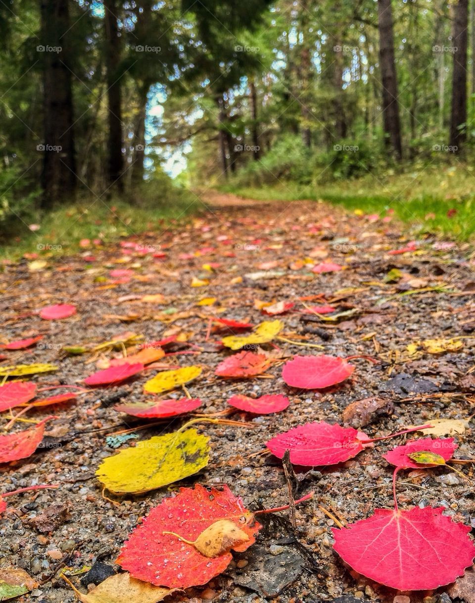 Autumn in the forest