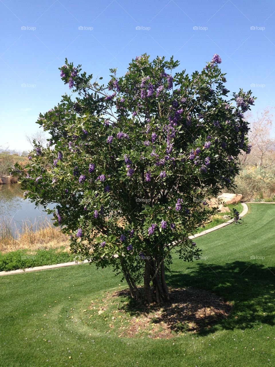 Colorful tree. Phoenix, Arizona 