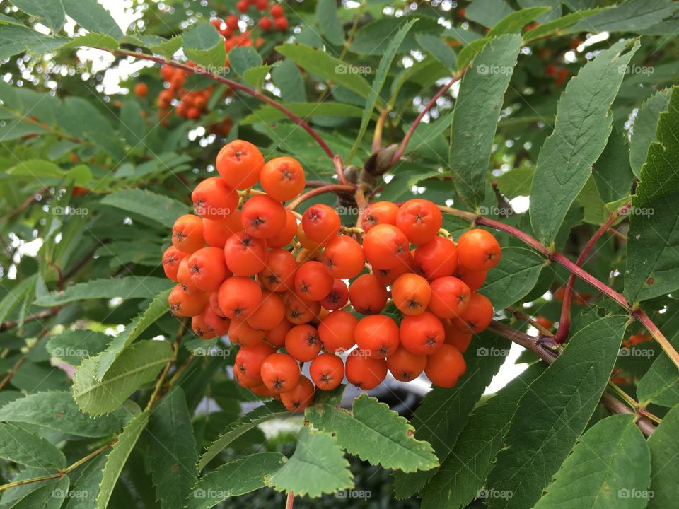 Orange berries