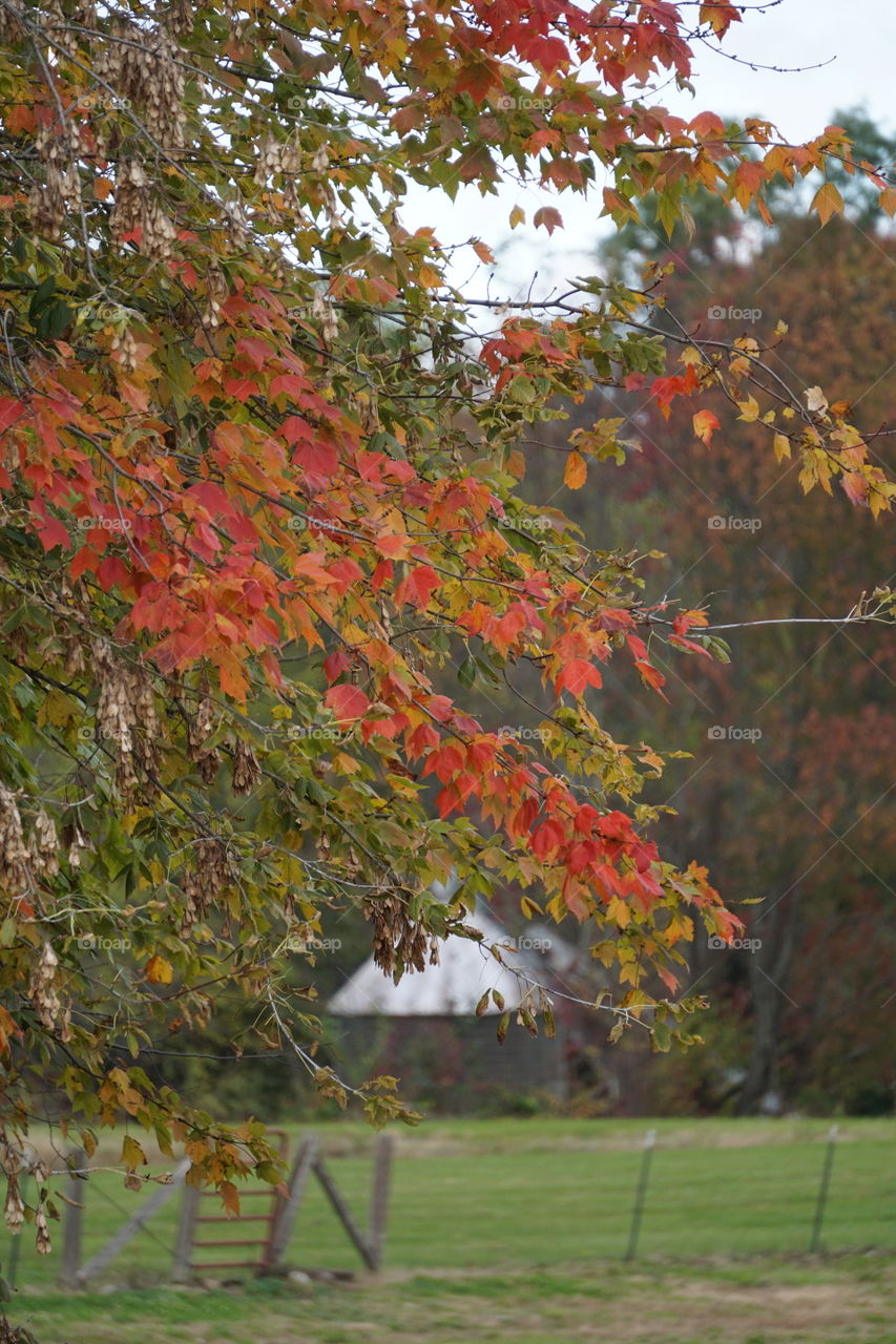 Fall foliage; a mixture of red, yellow and green leaves. 