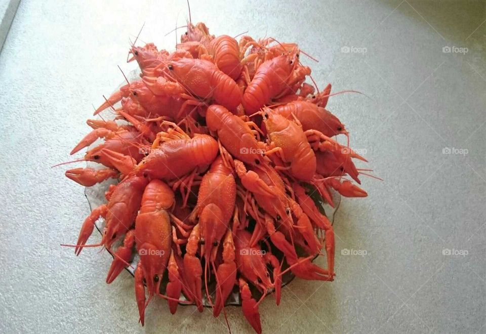 crayfish/ ザリガニ
