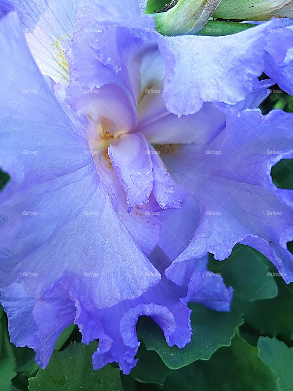 lavender iris in full bloom