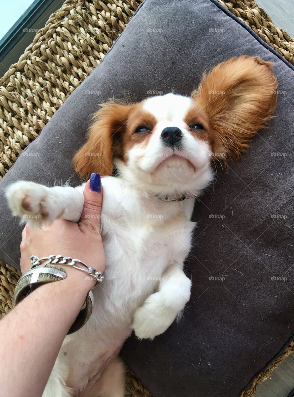 Puppy Cavalier King Charles 