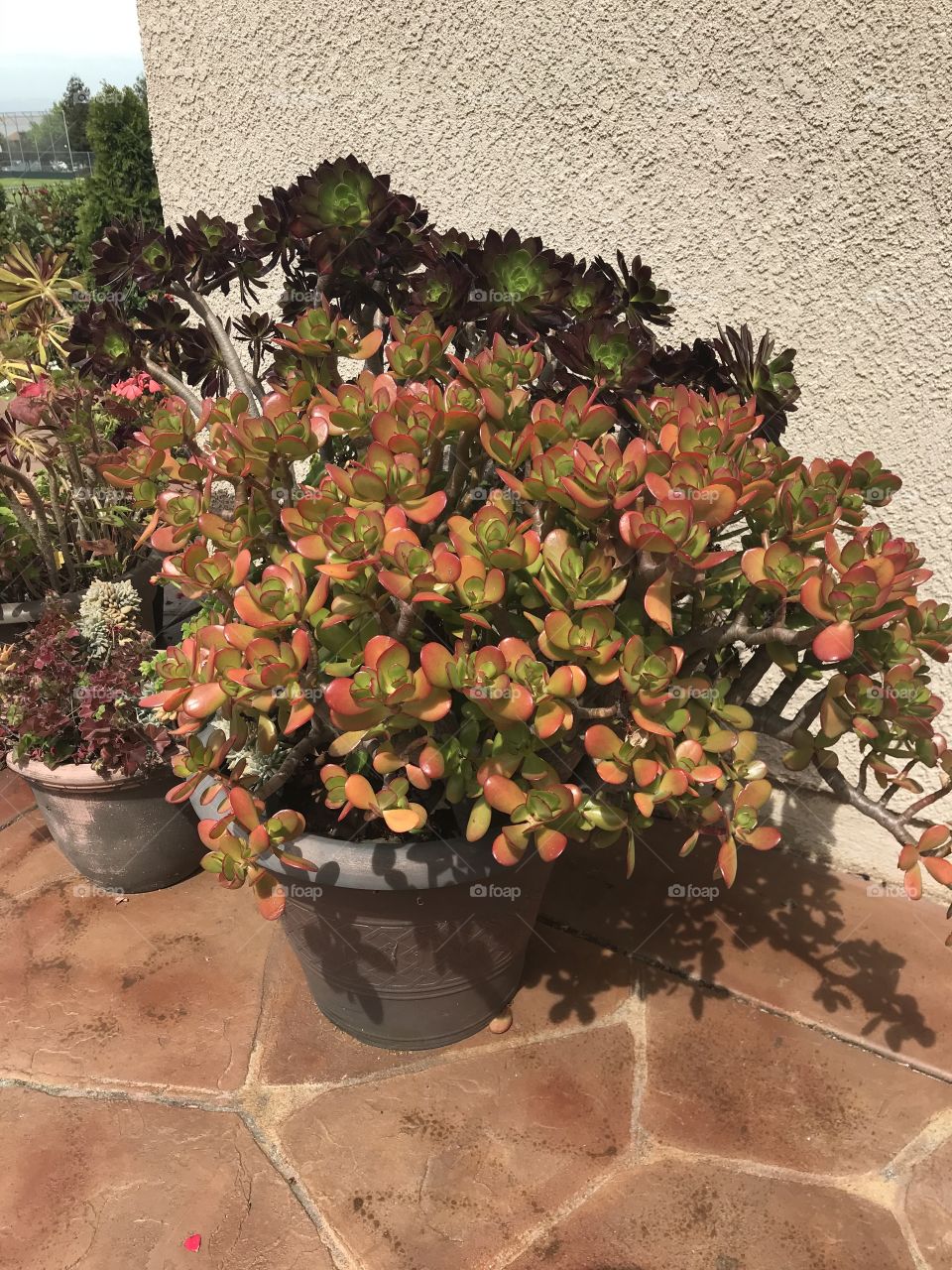 Sunset jade plant with aeoniums 