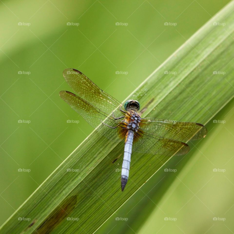 High angle view of dragonfly on grass