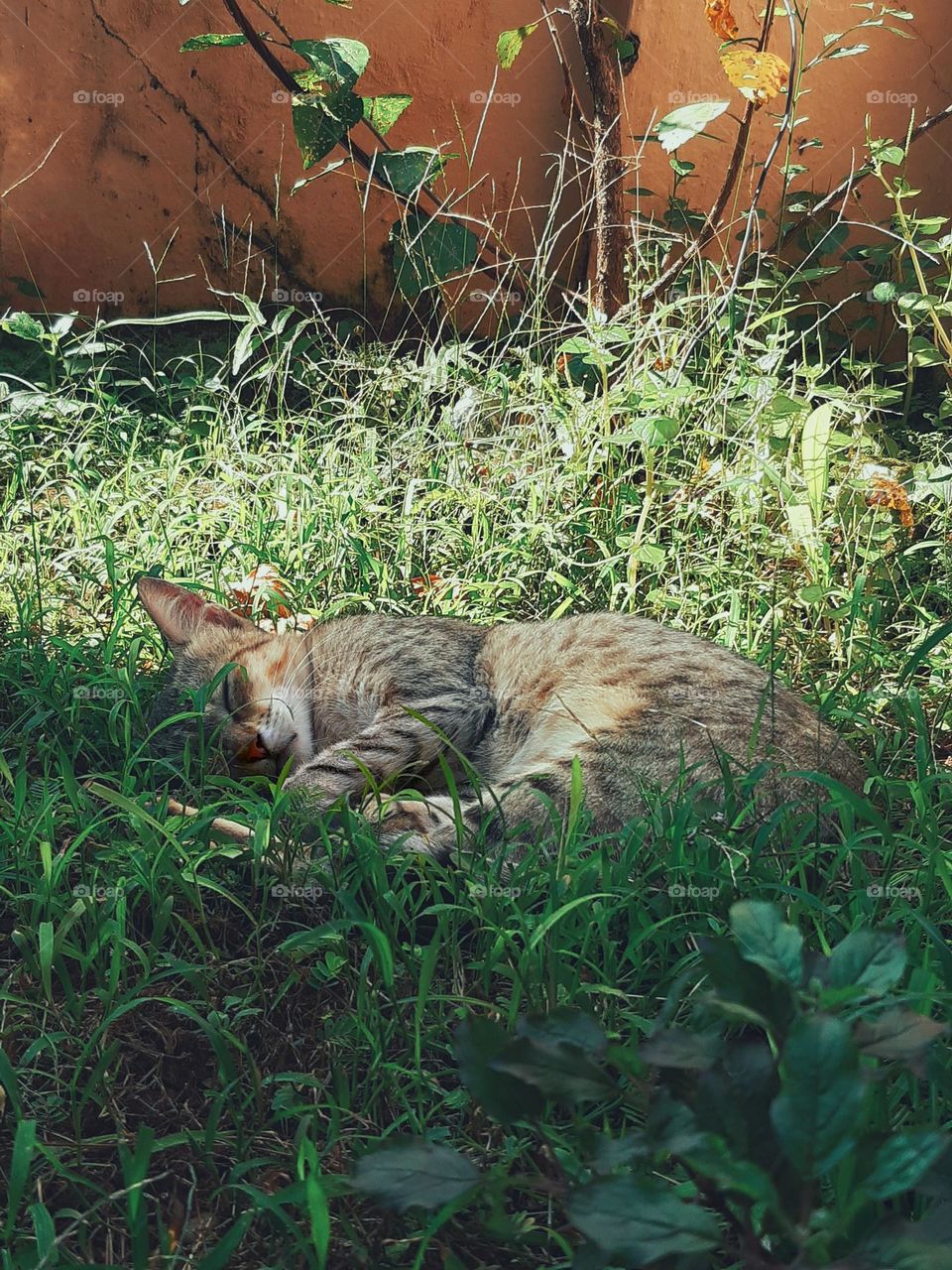 Sleeping Cat