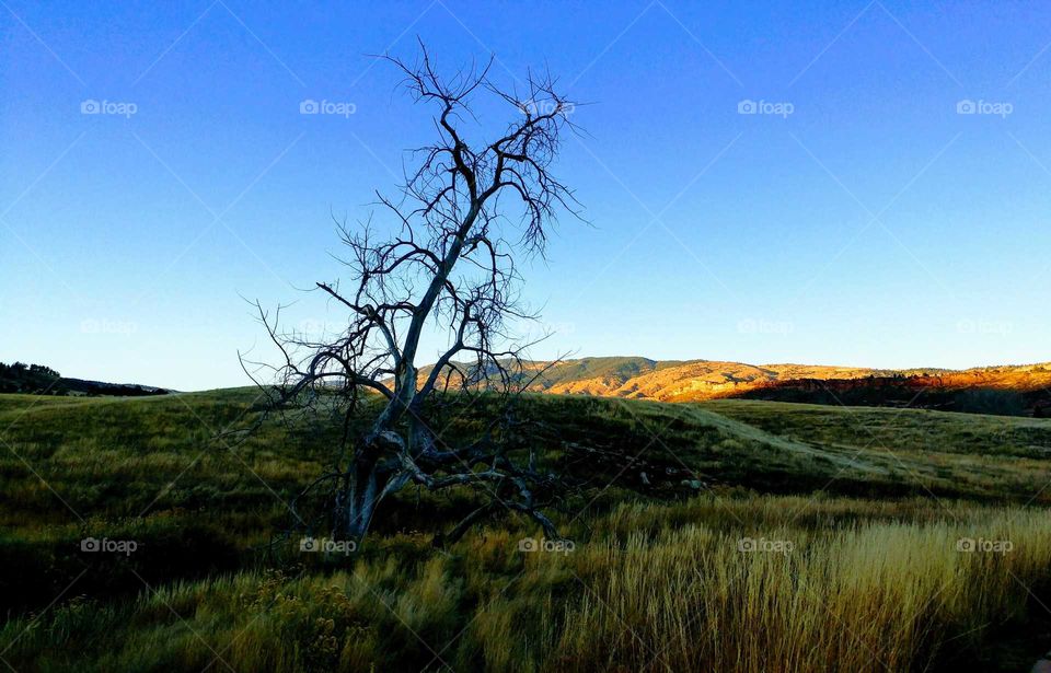 Barren Tree 
Bobcat Ridge Colorado