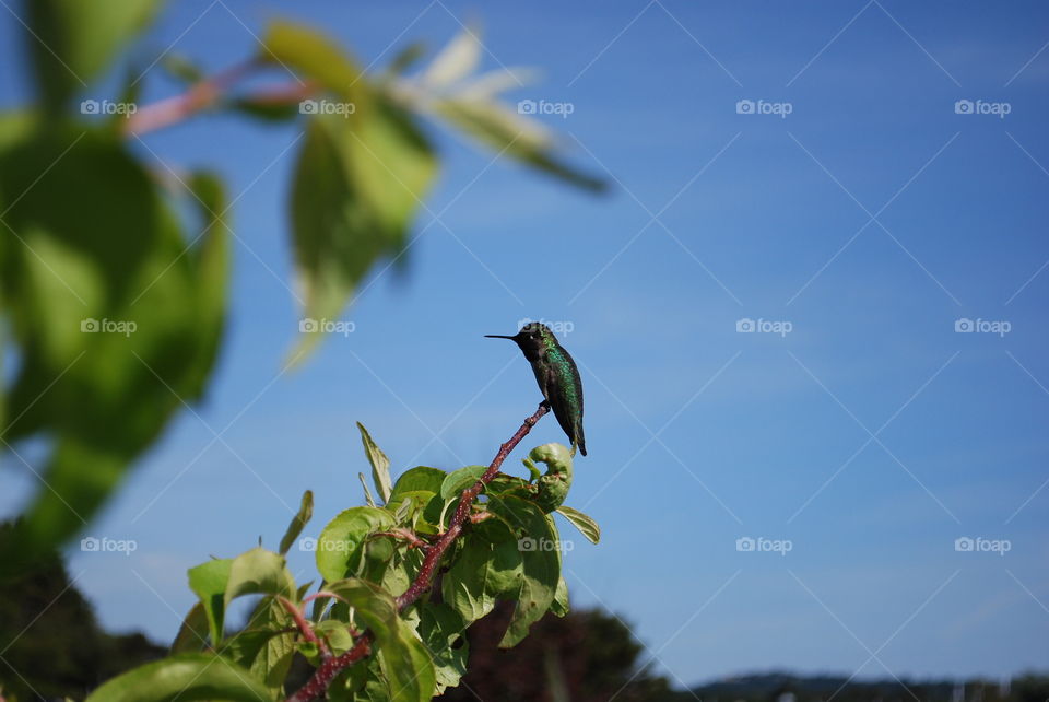 Hummingbird