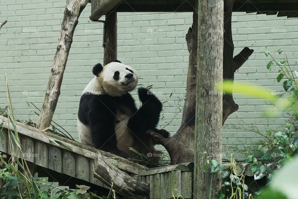 Panda Stretch