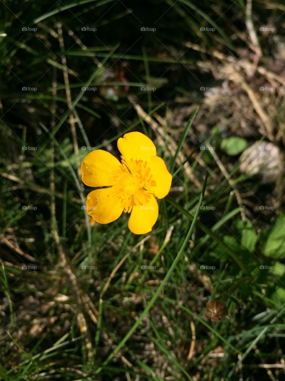 Buttercup flower popping out from the background 