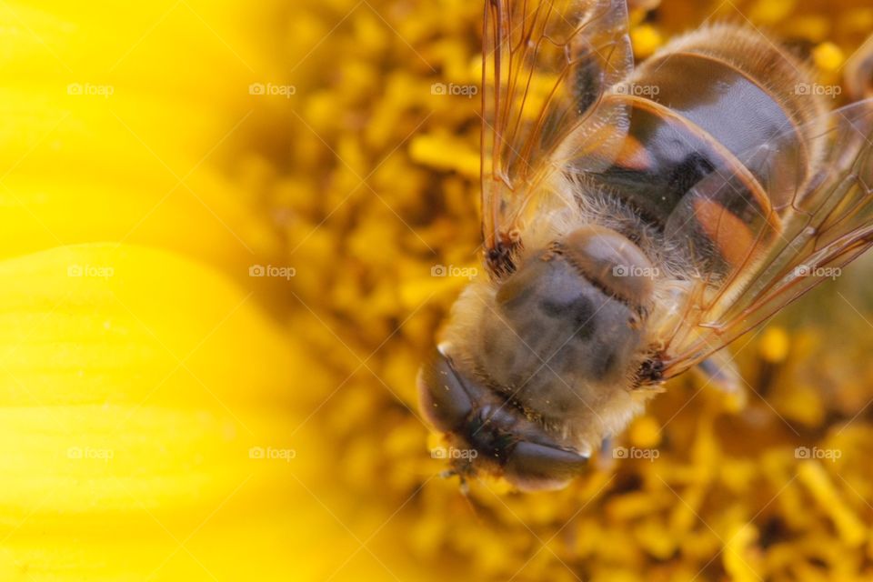 Bee feeding from flower