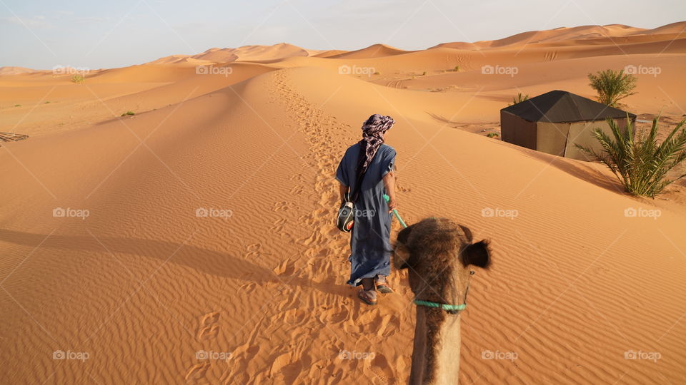 camello desierto nomada