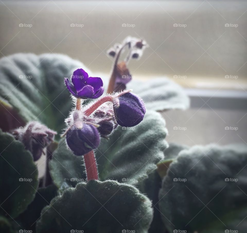 Close-up of violet flower