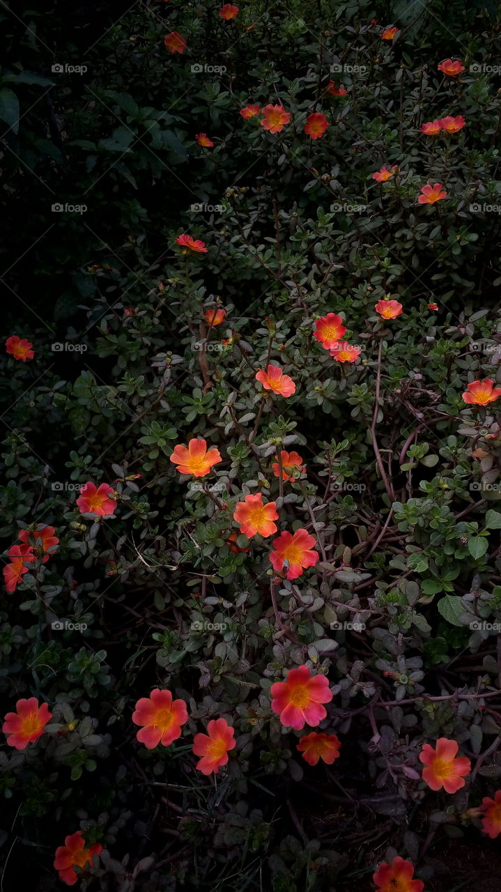 the most beautiful blooming little flowers in my farm