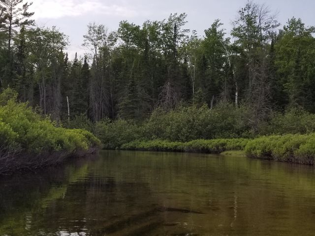 Cut River, Higgens Lake, MI