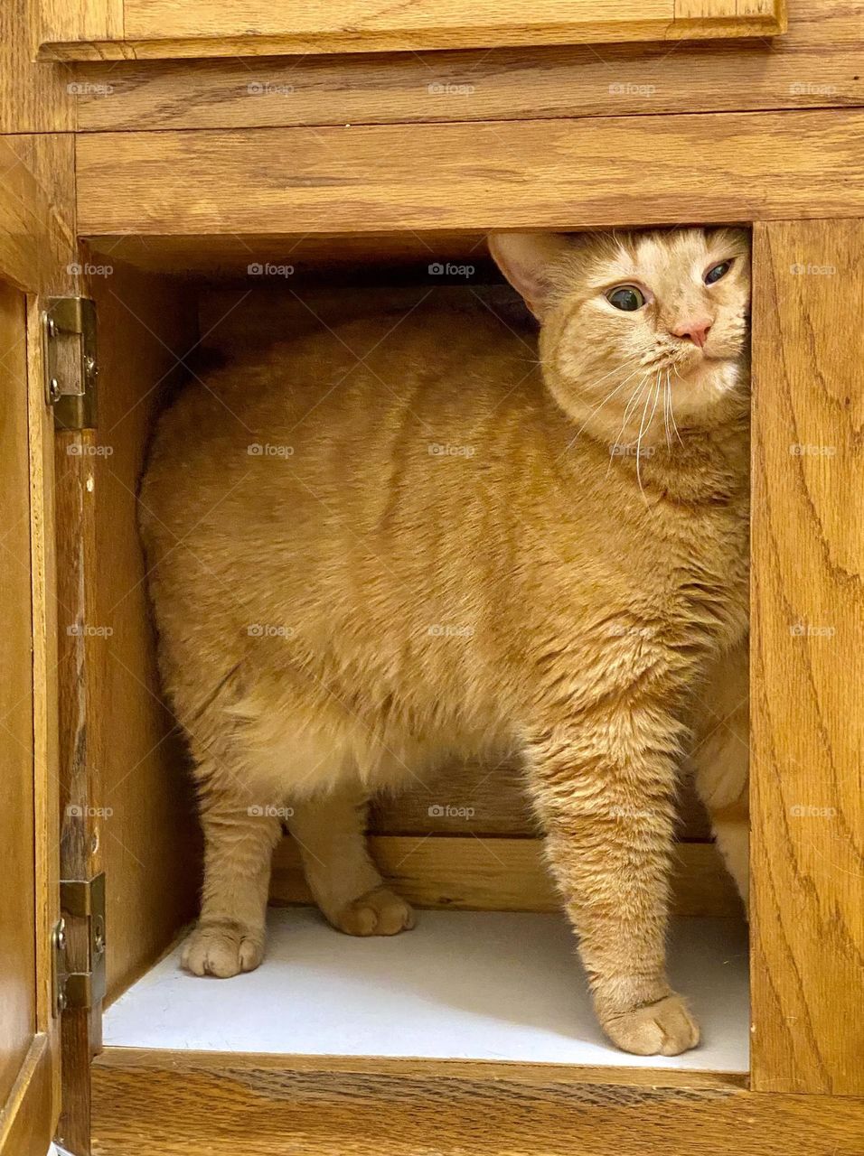 An orange tabby cat inside a cupboard