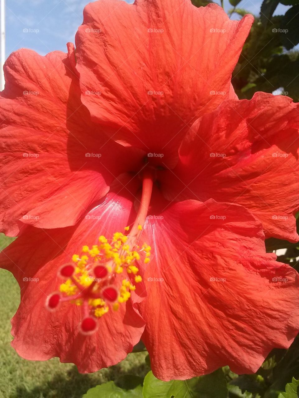 close-up hibiscus 