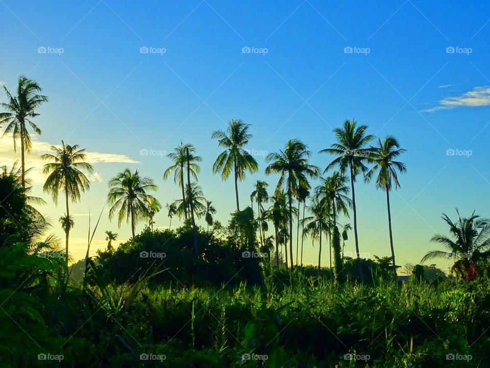 sunset. beautiful light sunset and grass