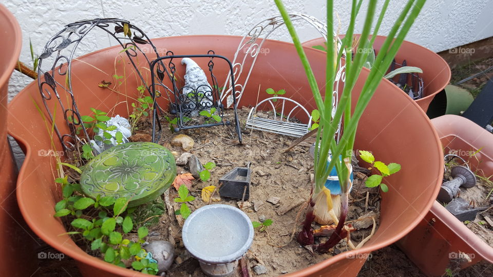 my wife's fairy garden