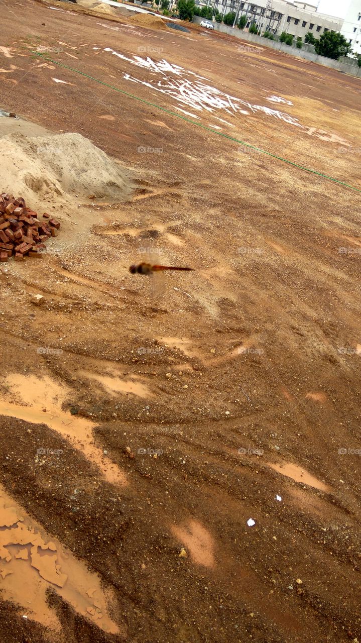 Dragonfly are flying in standard (no moving)