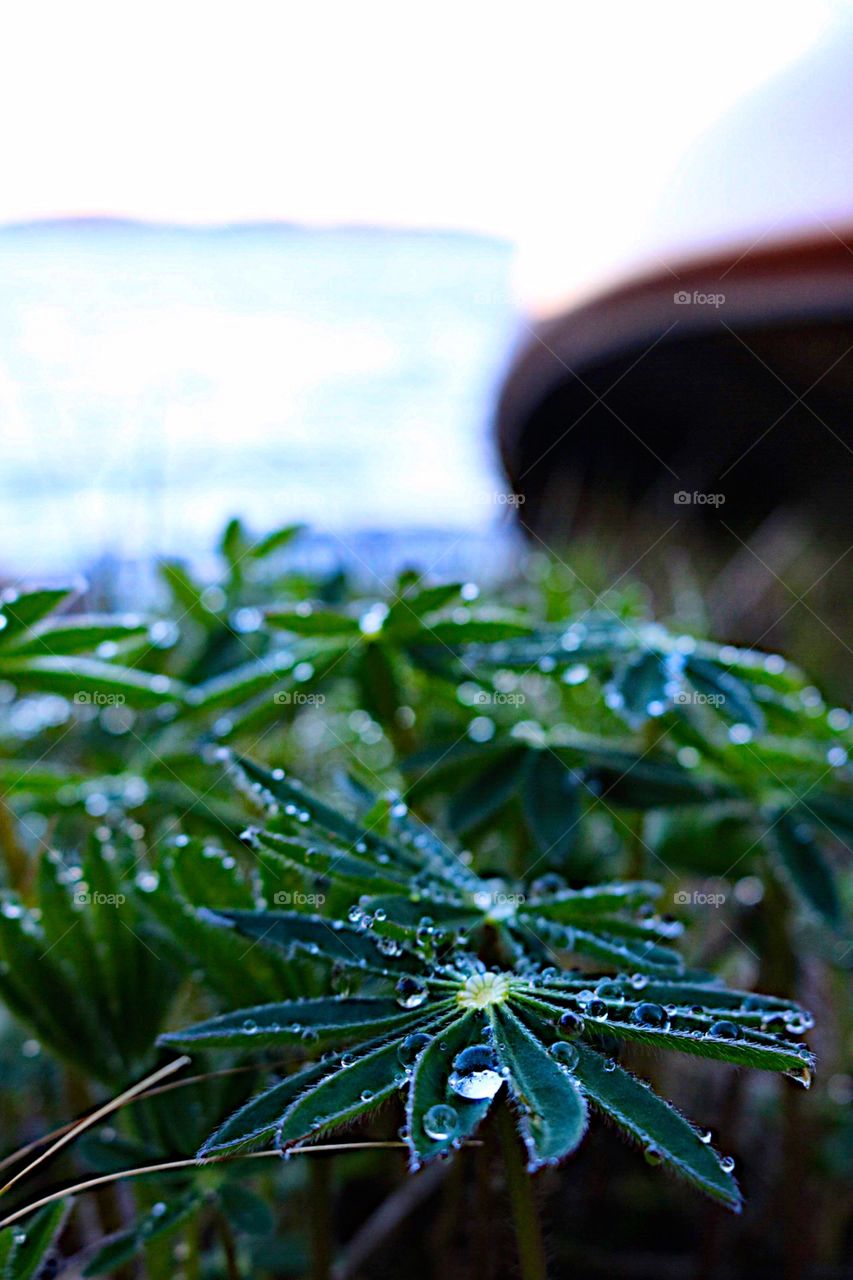 Beautiful drops on the leafs 