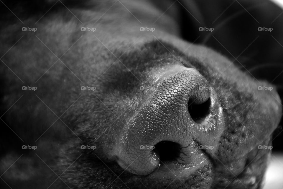 Dog's nose texture