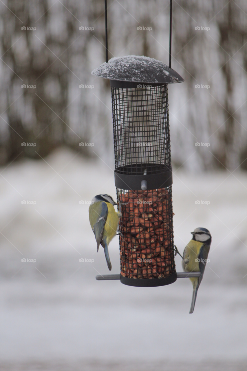 winter birds eating vinter by istvan.jakob