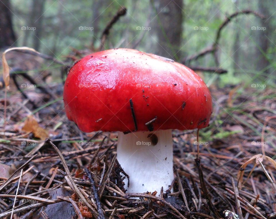Forest mushroom 🤍🤎
