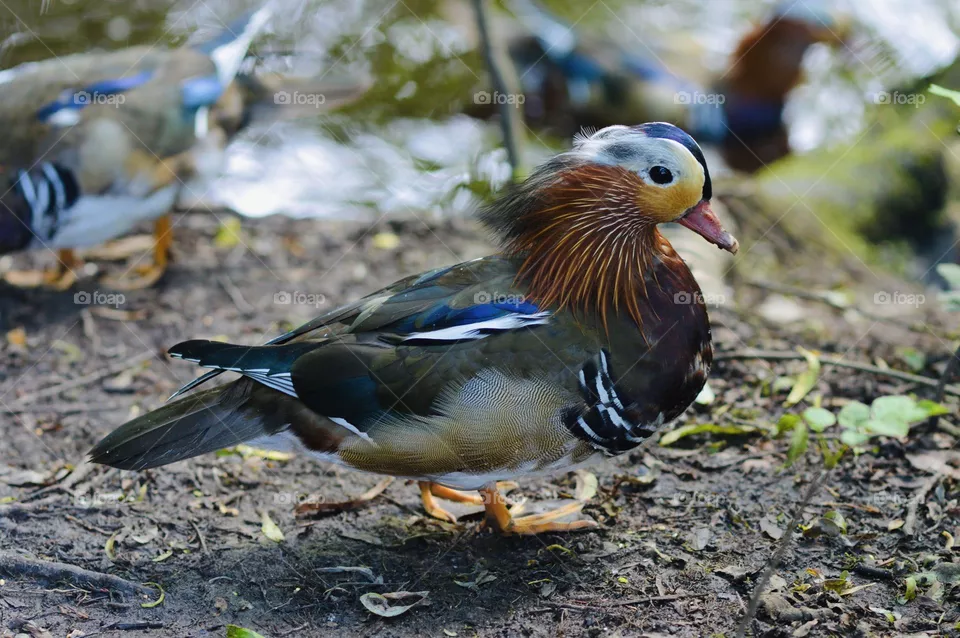 Mandarin Duck in the U.K. 