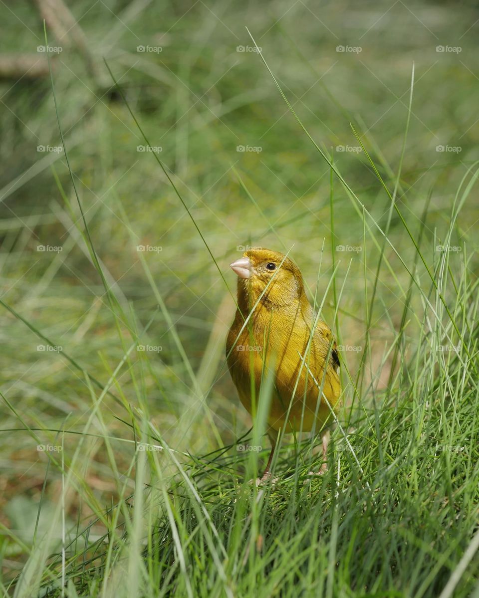 Canary bird