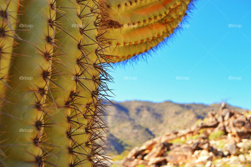 cactus in the desert.