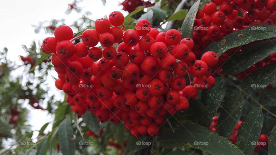 Autumn berries