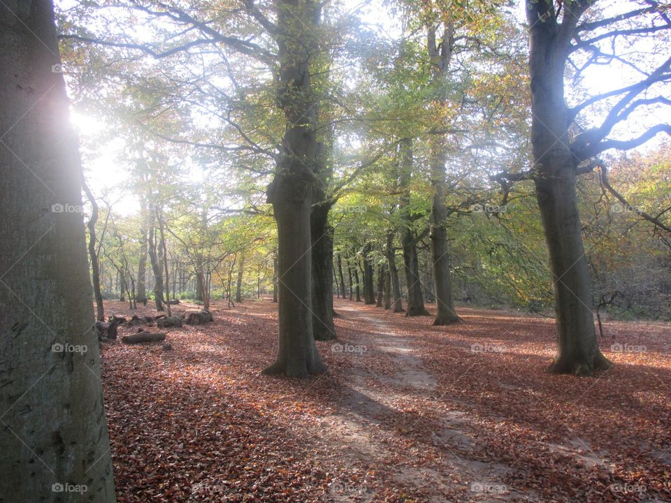 Autumn leaves