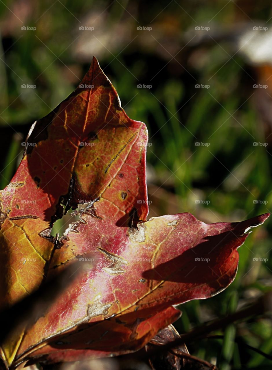 Autumn Detail
