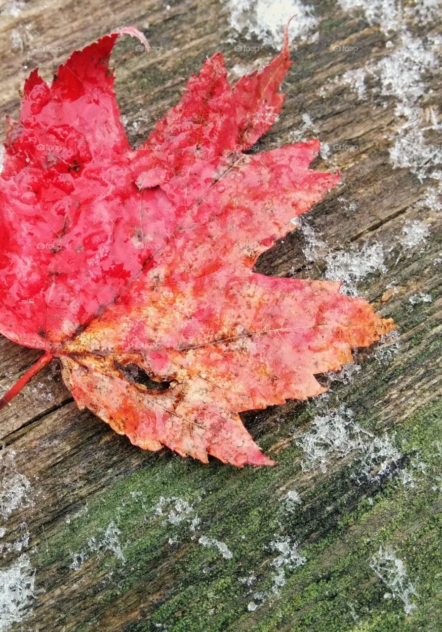 Maple leaf in the early snow