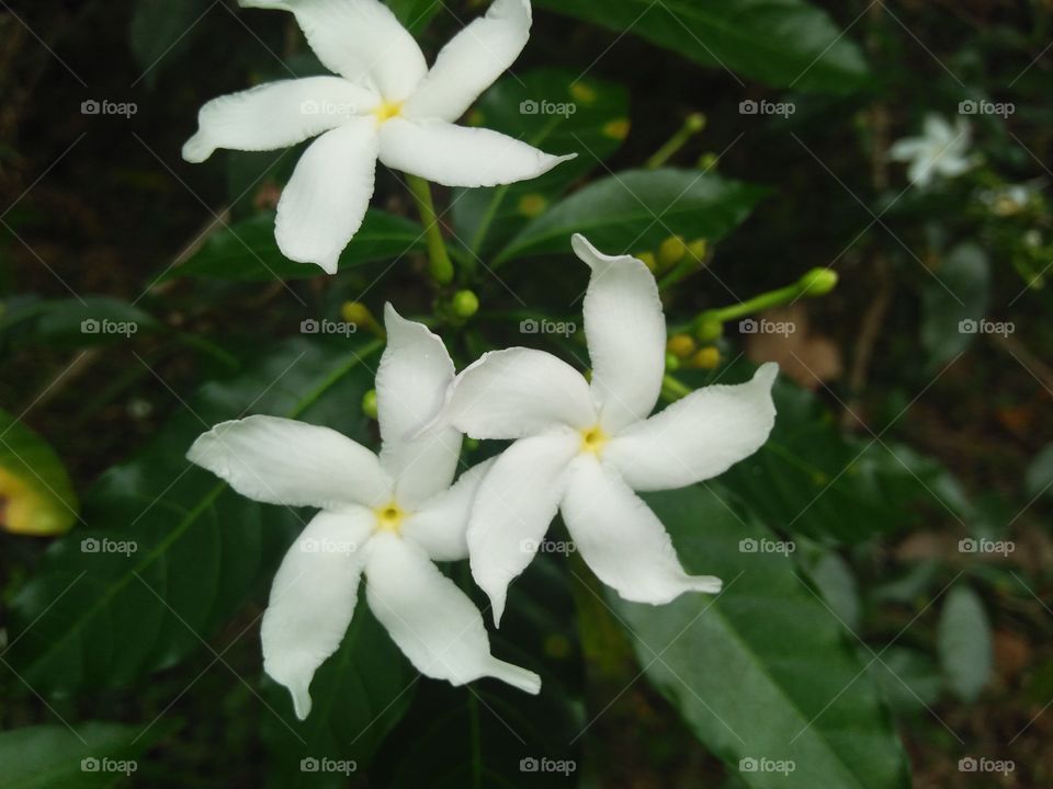 white  lucky  flower
