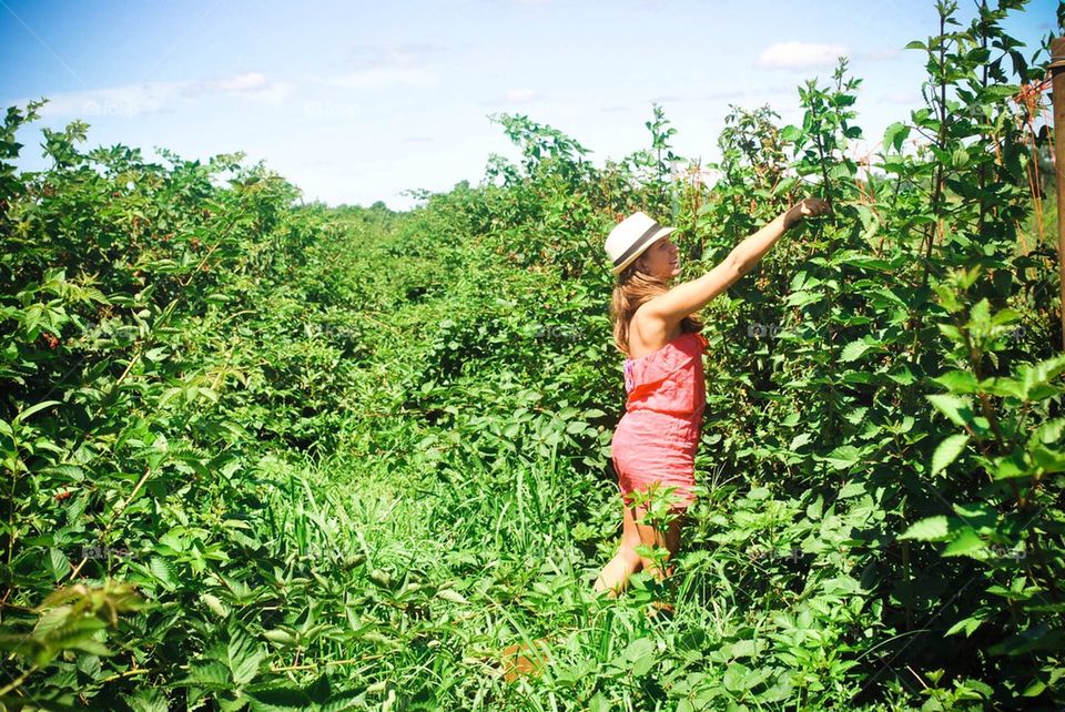 Picking berries