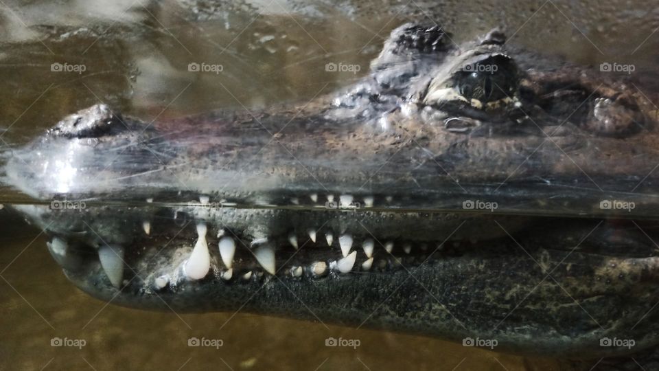 crocodile