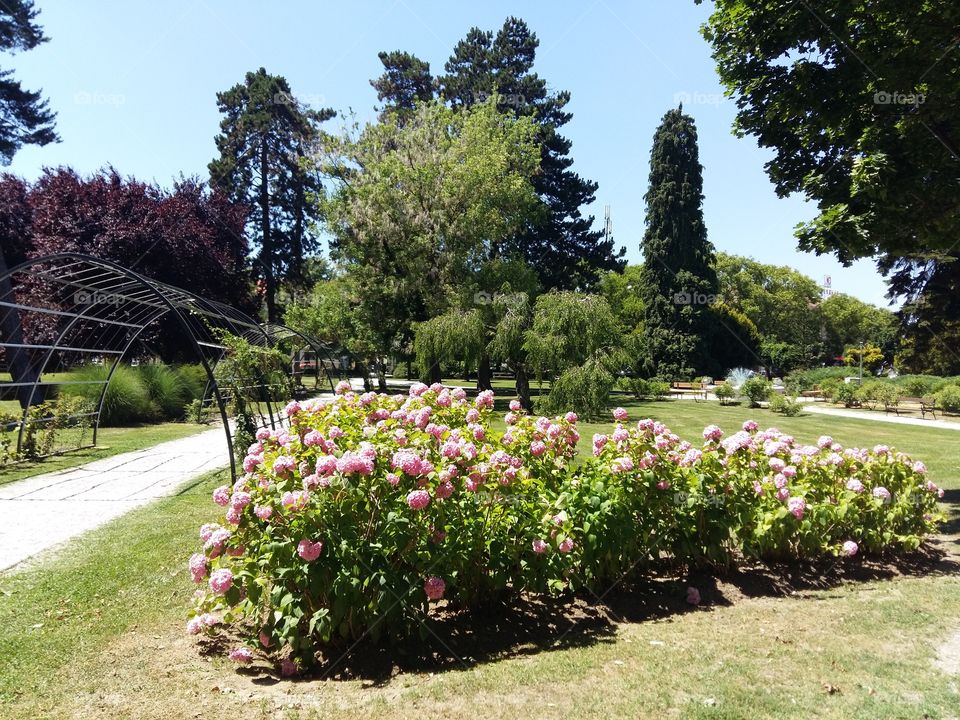 Beautiful hydrangea in the park