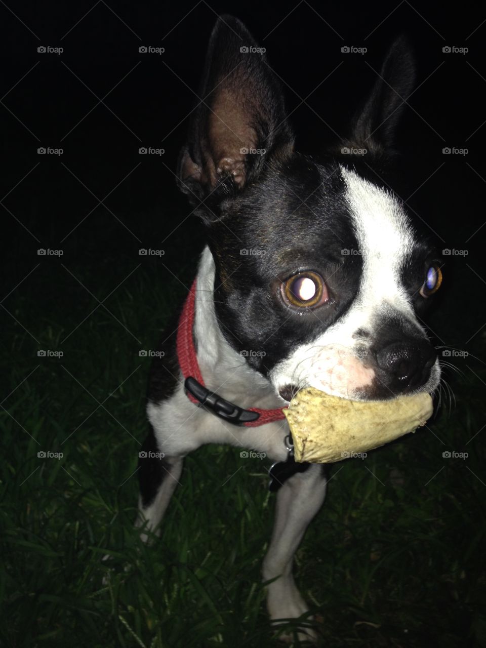 Boston Terrier with chew toy