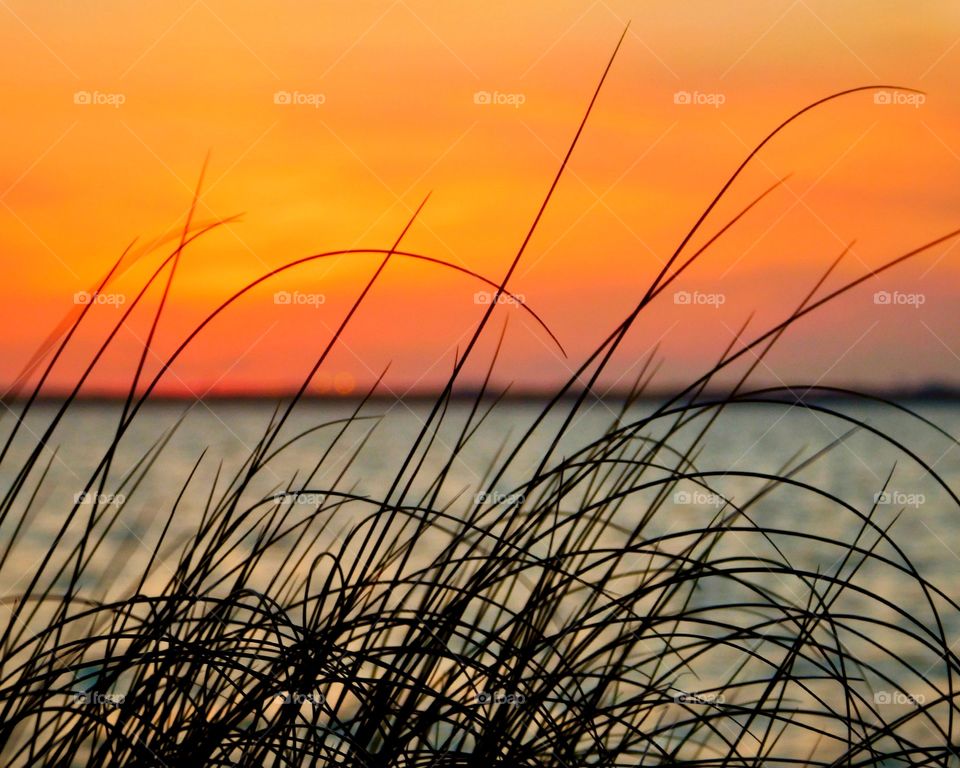 Silhouette of grass at sunset