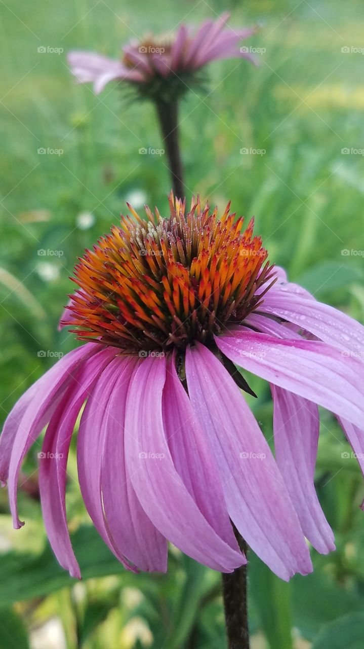 Coneflowers
