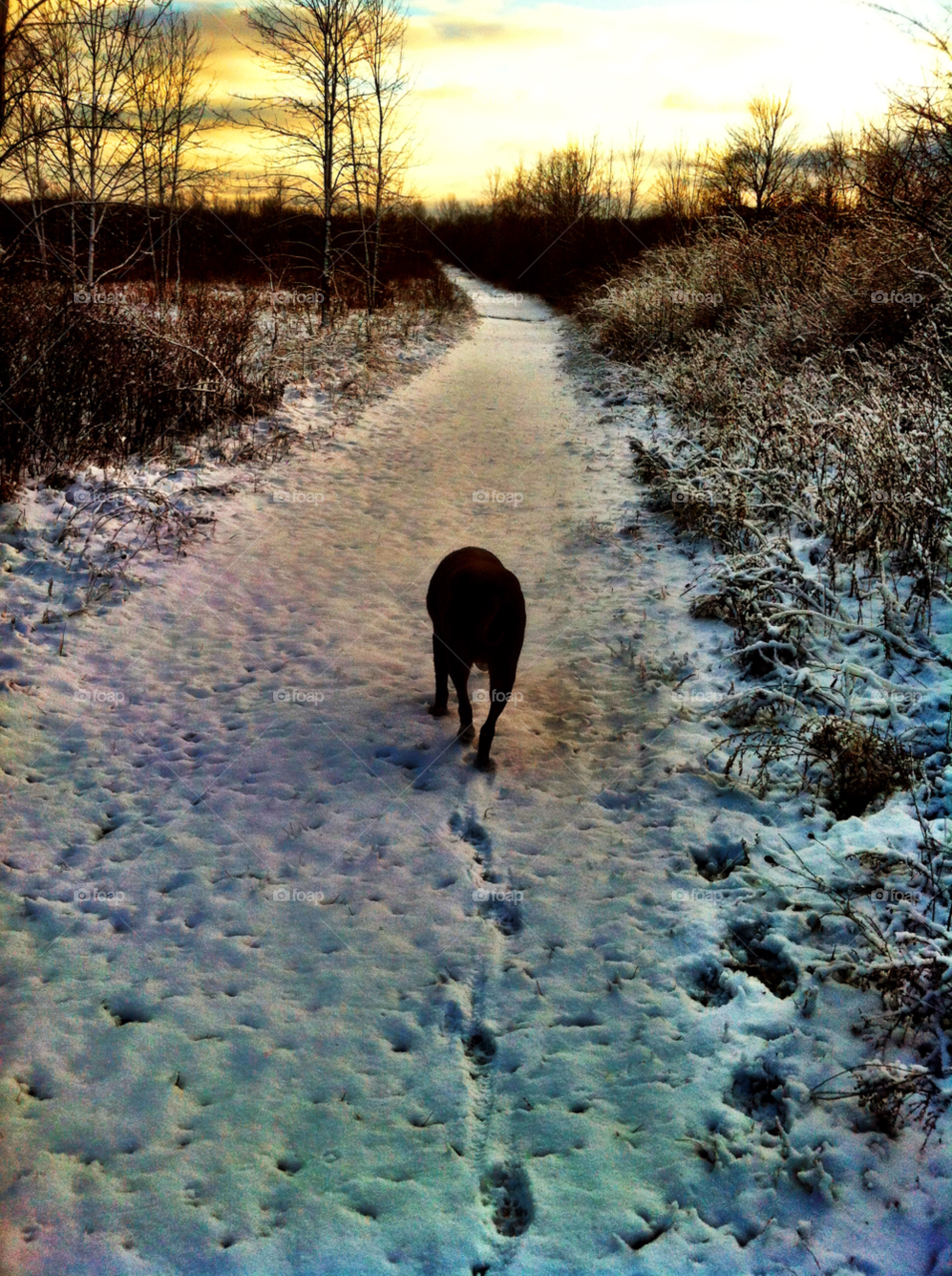 hiking pooch racine wi by doug414