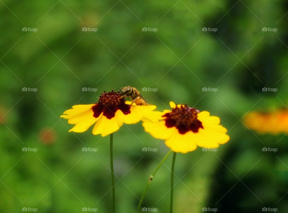In this photo you can see a honey bee picking honey from yellow flower 🐝
