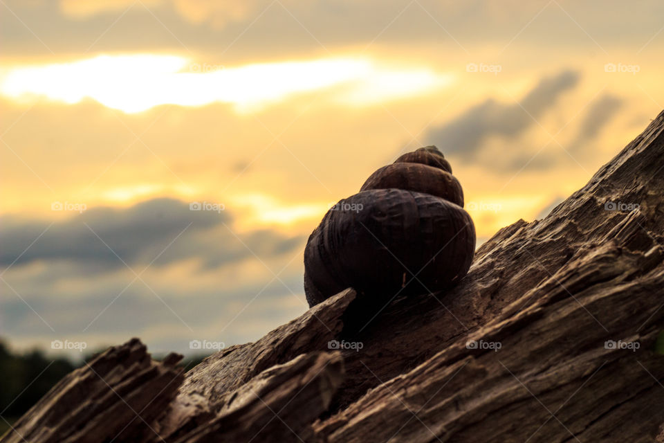 Life. I love walking around the lake during sunset. Found this little guy just sitting there